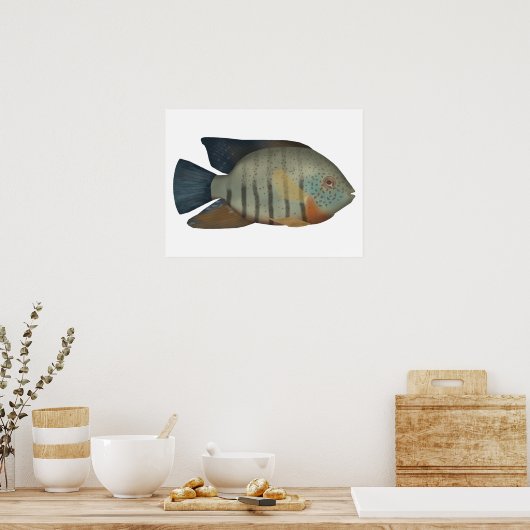 Red Tiger Severum Poster (Küche)