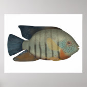 Red Tiger Severum Poster (Vorne)
