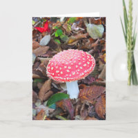 Red toadstool