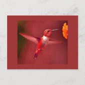 Red Toned Hummingbird Postkarte (Vorderseite)