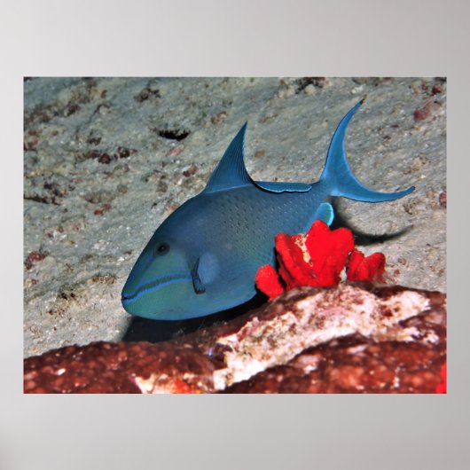 Red Tooth Triggerfish Poster (Vorne)