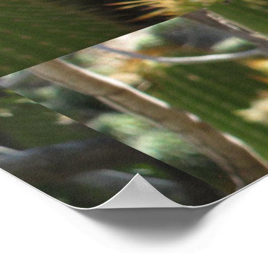 Red Torch Cactus Poster (Ecke)