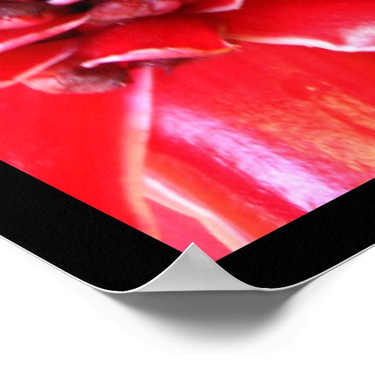 Red Torch Ginger Heliconia Blume Posters Poster (Ecke)
