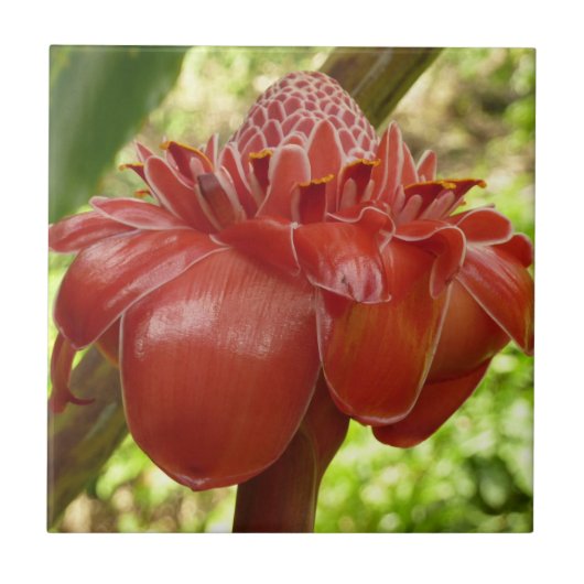 Red Torch Ginger Tropical Flower Fotografie Fliese (Vorderseite)