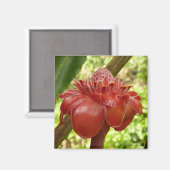 Red Torch Ginger Tropical Flower Fotografie Magnet (Vorderseite/Rückseite)
