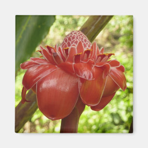 Red Torch Ginger Tropical Flower Fotografie Magnet
