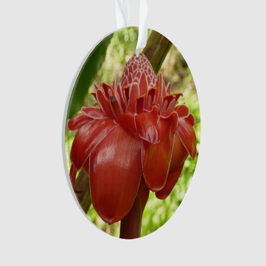 Red Torch Ginger Tropical Flower Fotografie Ornament (Vorderseite)