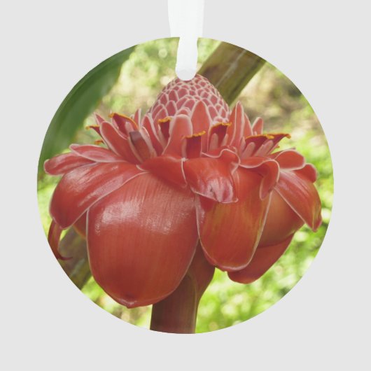 Red Torch Ginger Tropical Flower Fotografie Ornament (Rückseite)