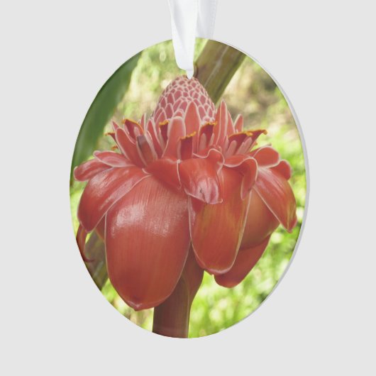 Red Torch Ginger Tropical Flower Fotografie Ornament (Vorderseite)