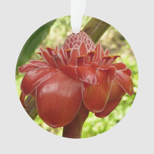 Red Torch Ginger Tropical Flower Fotografie Ornament (Vorderseite)