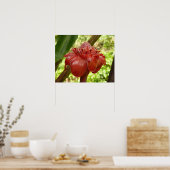 Red Torch Ginger Tropical Flower Fotografie Poster (Küche)