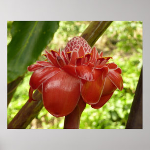 Red Torch Ginger Tropical Flower Fotografie Poster