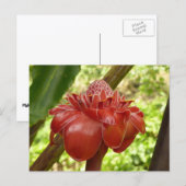 Red Torch Ginger Tropical Flower Fotografie Postkarte (Vorne/Hinten)