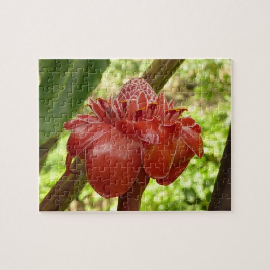 Red Torch Ginger Tropical Flower Fotografie Puzzle (Horizontal)