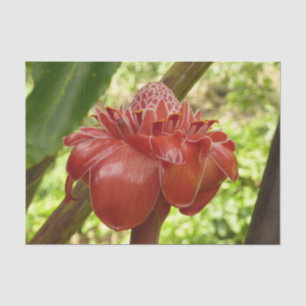 Red Torch Ginger Tropical Flower Fotografie Seidenpapier