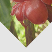 Red Torch Ginger Tropical Flower Fotografie Seidenpapier (Ausschnitt)