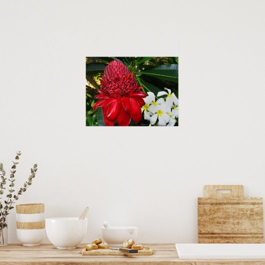 Red Torch Ginger White Plumaria Blume Poster (Küche)