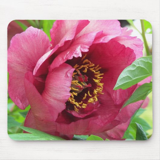 Red Tree Peony Bloom Floral Mousepad (Vorne)