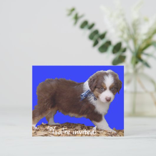 Red Tri Aussie Puppy Einladung (Stehend Vorderseite)