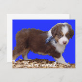 Red Tri Aussie Puppy Einladung (Vorne/Hinten)