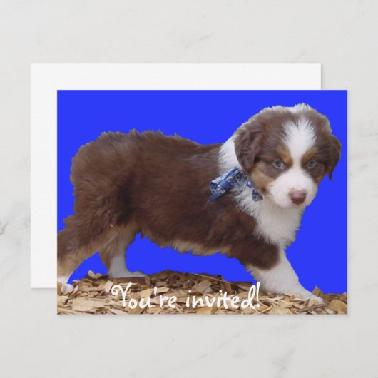 Red Tri Aussie Puppy Einladung (Vorne/Hinten)