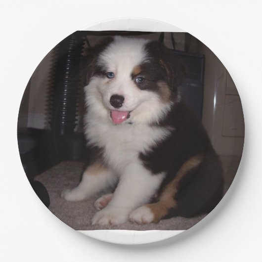Red tri Puppy mini aussie Pappteller (Vorderseite)