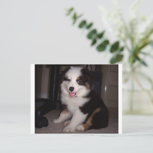 Red tri Puppy mini aussie Postkarte (Stehend Vorderseite)
