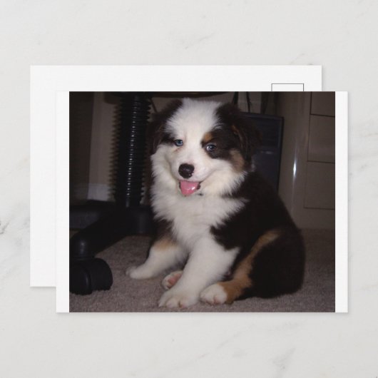 Red tri Puppy mini aussie Postkarte (Vorne/Hinten)