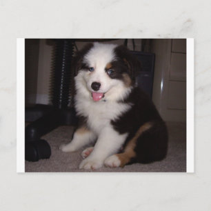 Red tri Puppy mini aussie Postkarte