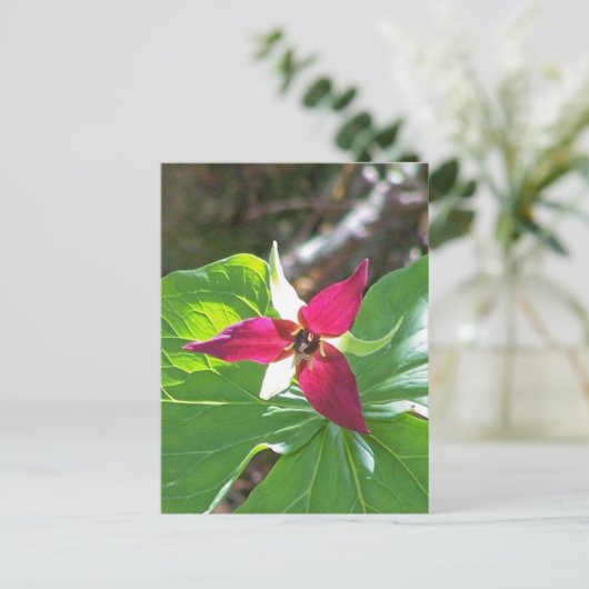 Red Trillium Blume Postkarte (Stehend Vorderseite)