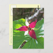 Red Trillium Blume Postkarte (Vorne/Hinten)