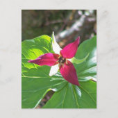 Red Trillium Blume Postkarte (Vorderseite)