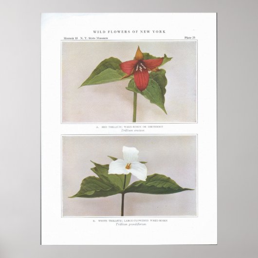 Red Trillium; Weck-Robin oder Birthroot Poster (Vorne)