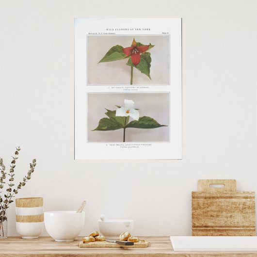 Red Trillium; Weck-Robin oder Birthroot Poster (Küche)