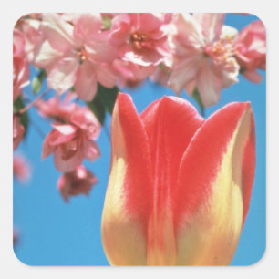 Red Triumph Tulpe, "Garden Party" Blume Quadratischer Aufkleber