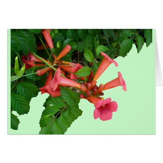 Red Trumpet Vine (Vorderseite (Horizontal))