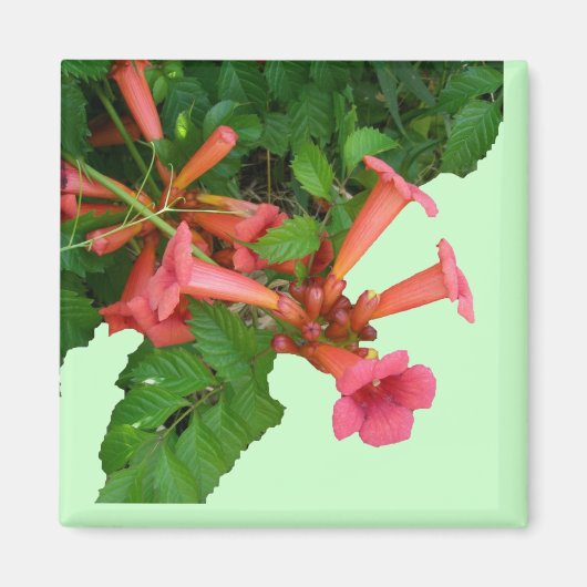 Red Trumpet Vine Magnet (Vorne)