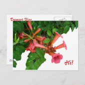 Red Trumpet Vine Postkarte (Vorne/Hinten)