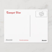 Red Trumpet Vine Postkarte (Rückseite)