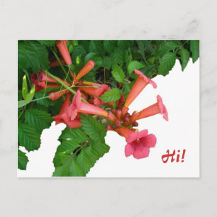 Red Trumpet Vine Postkarte