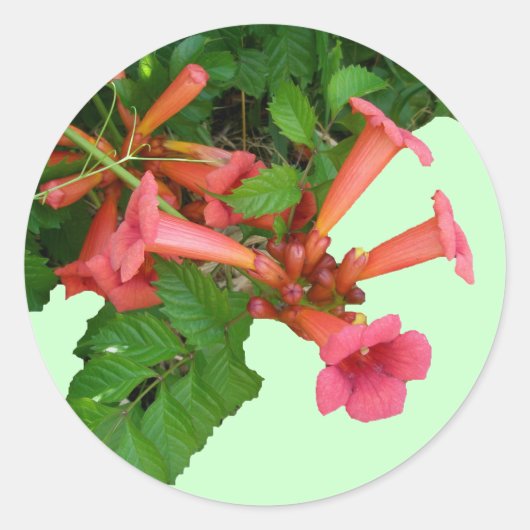 Red Trumpet Vine Runder Aufkleber (Vorderseite)