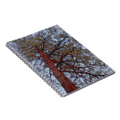 Red Trunk Pine Notizblock (Rechte Seite)