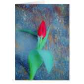Red Tulip auf Blue Gray Slate (Vorne)