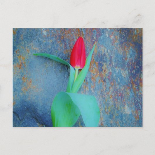 Red Tulip auf Blue Gray Slate Postkarte (Vorderseite)