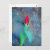 Red Tulip auf Blue Gray Slate Postkarte (Vorne/Hinten)