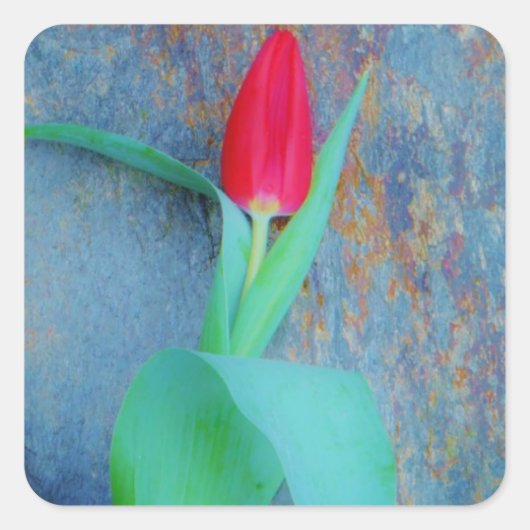 Red Tulip auf Blue Gray Slate Quadratischer Aufkleber (Vorderseite)