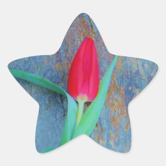 Red Tulip auf Blue Gray Slate Stern-Aufkleber (Vorderseite)