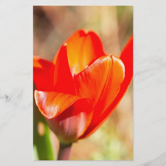Red Tulip Blossom Briefpapier (Vorderseite)