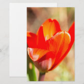 Red Tulip Blossom Briefpapier (Vorne/Hinten)