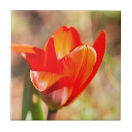 Red Tulip Blossom Fliese